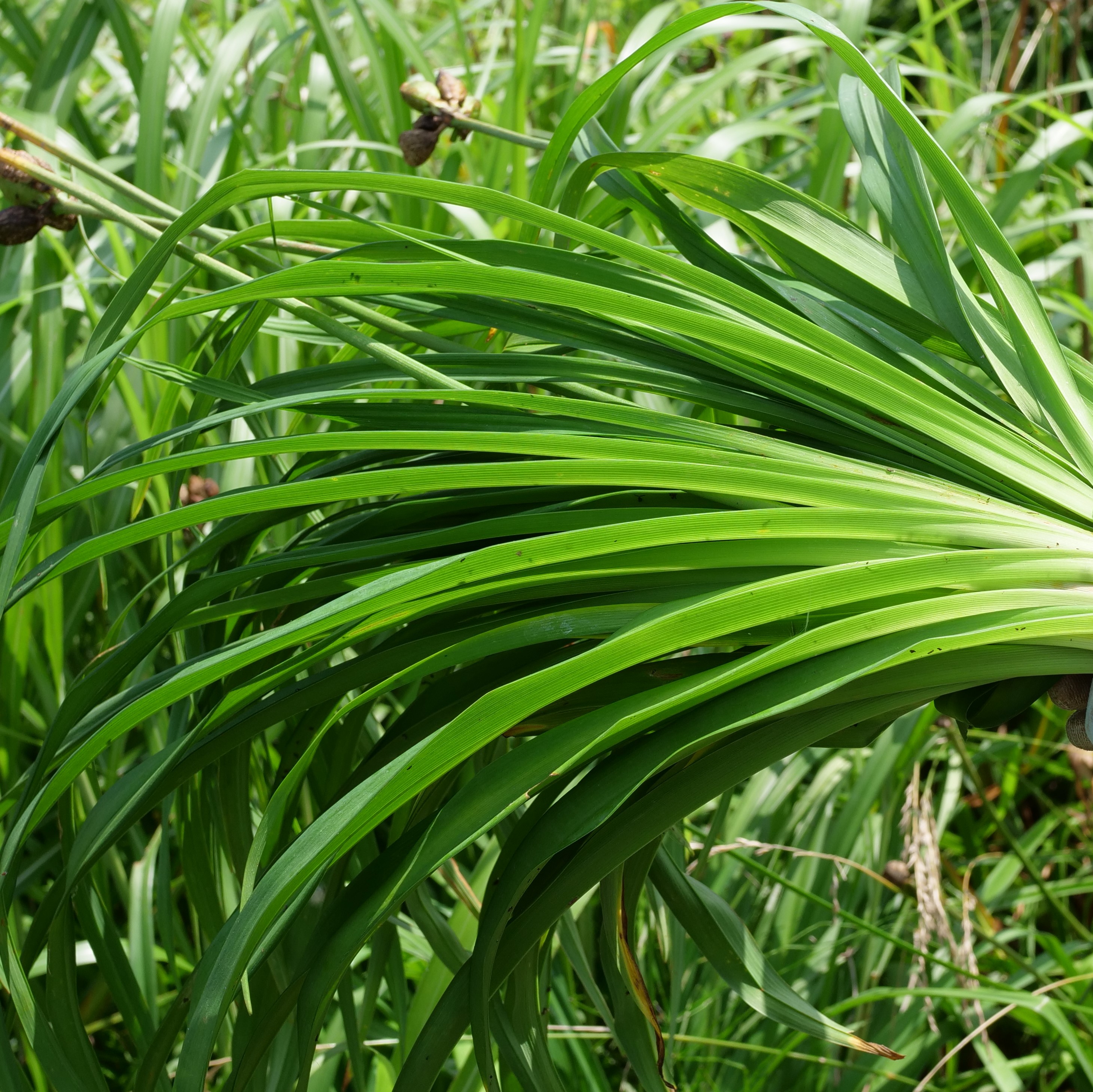 トビシマカンゾウ 野草紹介 さどのめぐみっ茶