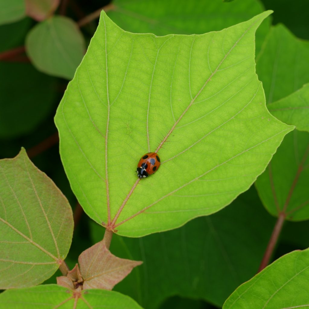 アカメガシワ 野草紹介 さどのめぐみっ茶 アカメガシワ 野草紹介 さどのめぐみっ茶