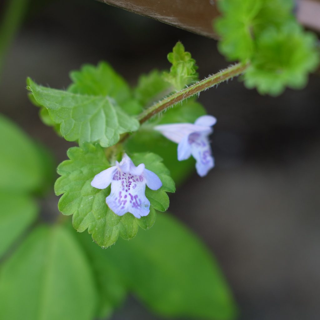 カキドオシ 野草紹介 さどのめぐみっ茶