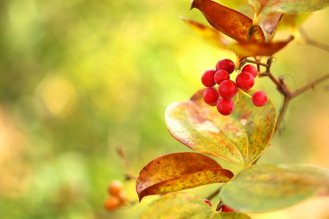 サルトリイバラ 野草紹介 さどのめぐみっ茶 サルトリイバラ 野草紹介 さどのめぐみっ茶