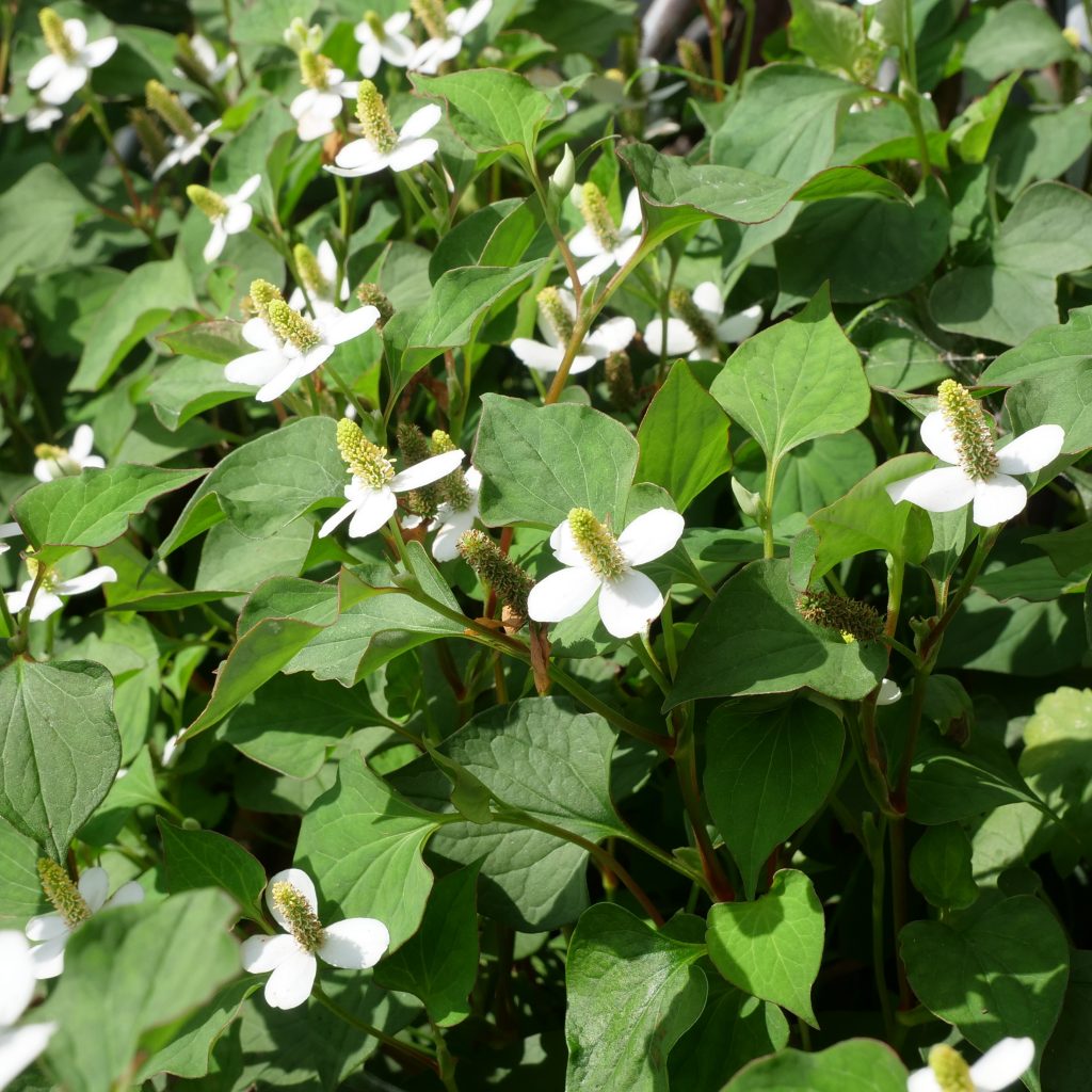 ドクダミ 茶 どくだみ茶の淹れ方と効能 デトックス効果でスッキリ