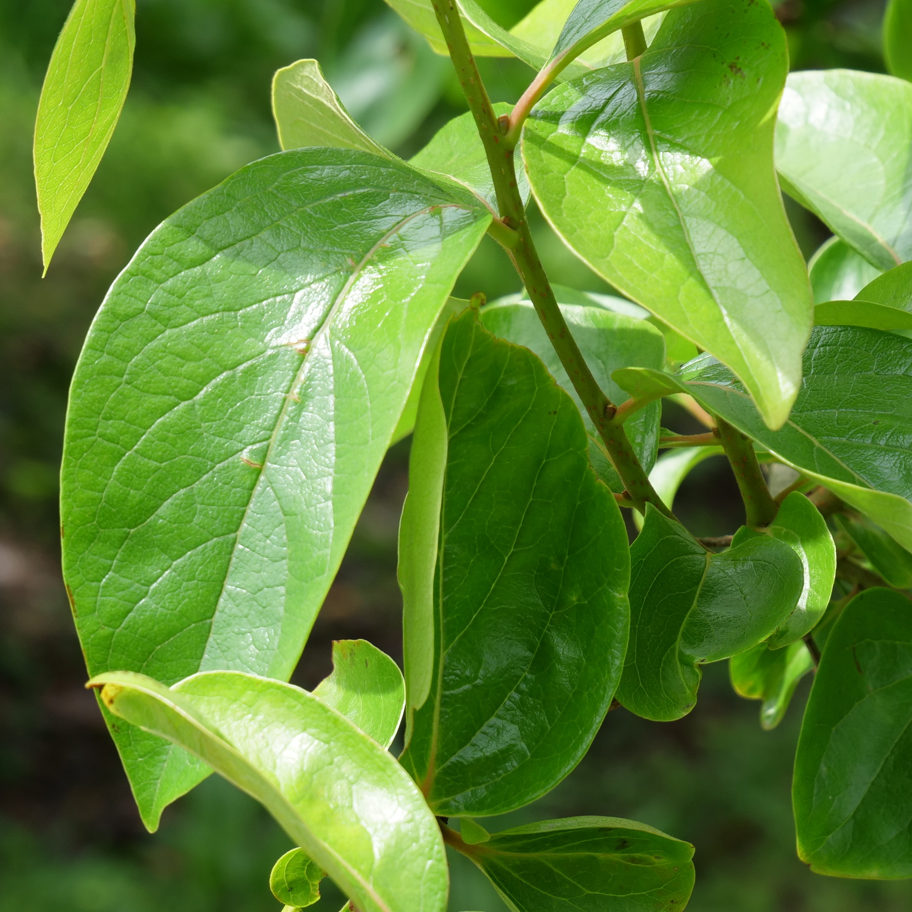 カキ 野草紹介 さどのめぐみっ茶
