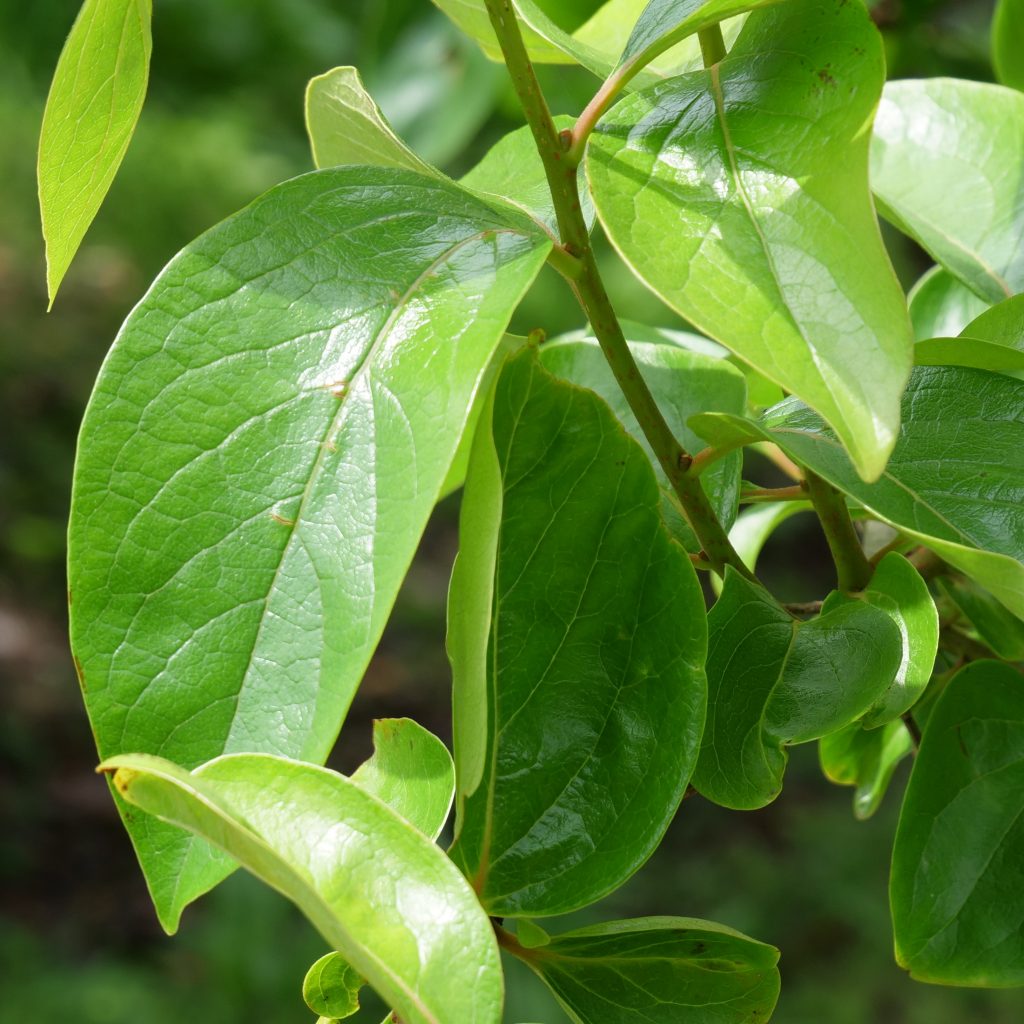 カキ 野草紹介 さどのめぐみっ茶