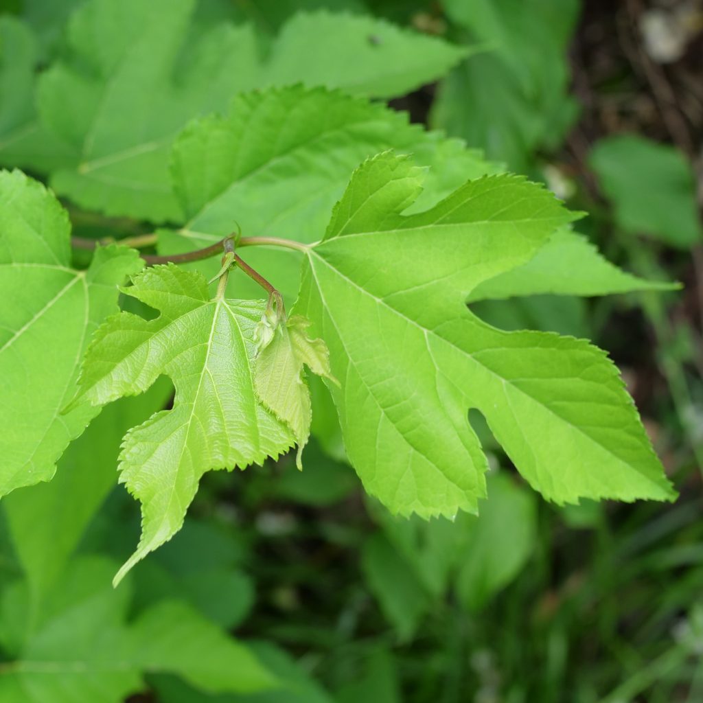 クワ | 野草紹介 | さどのめぐみっ茶